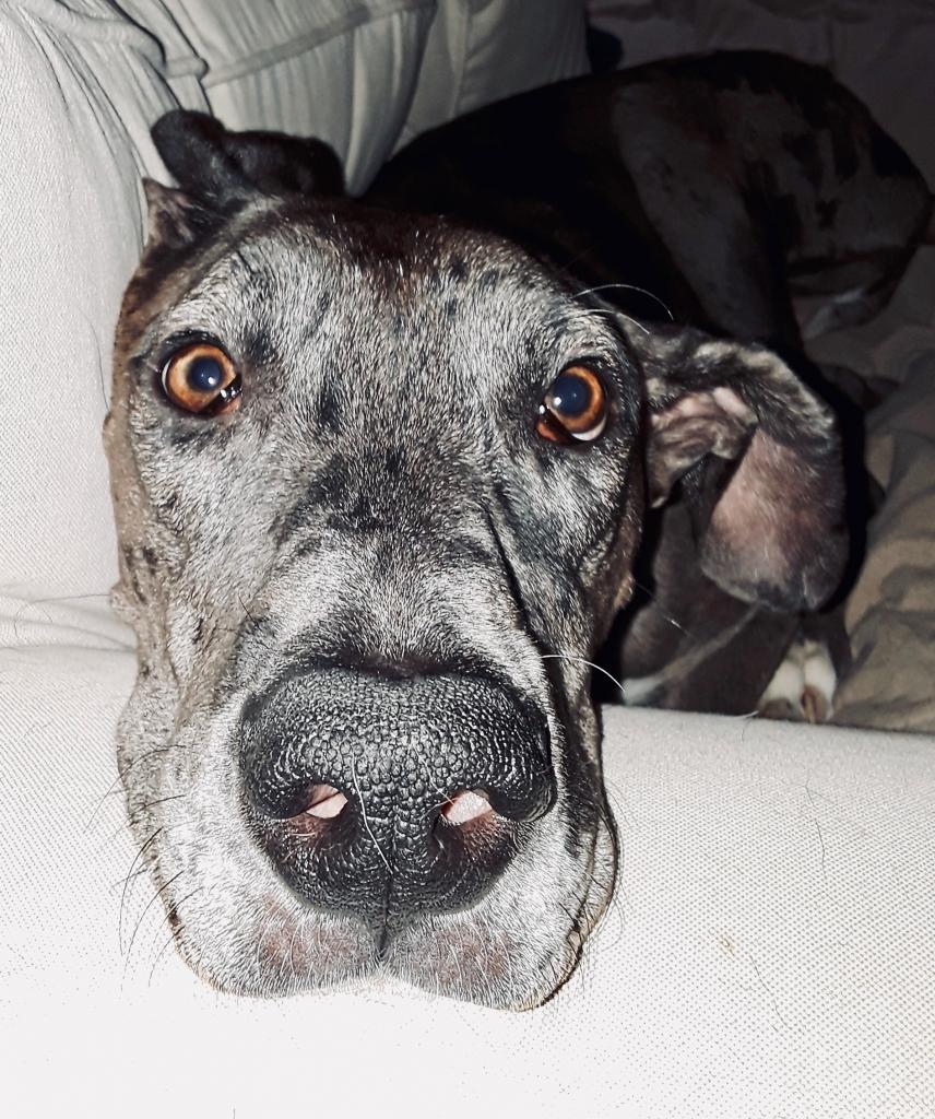 Lilly is Why I Give… | Great Dane Rescue of North Texas